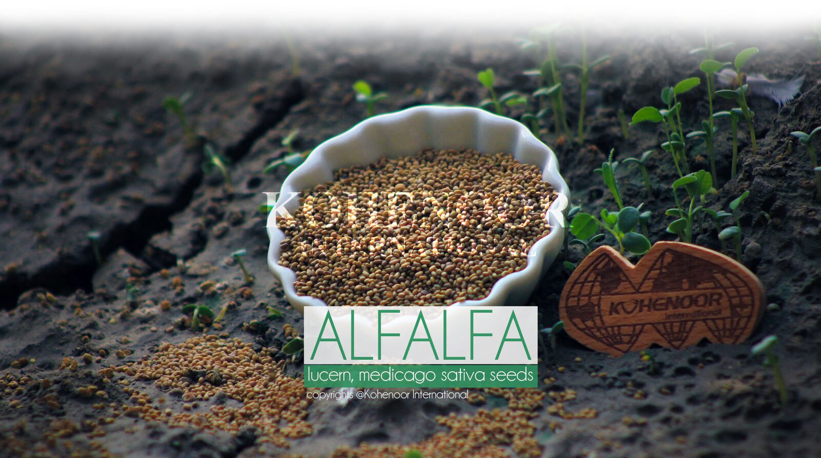 حقل برسيم حجازي أخضر في مصر