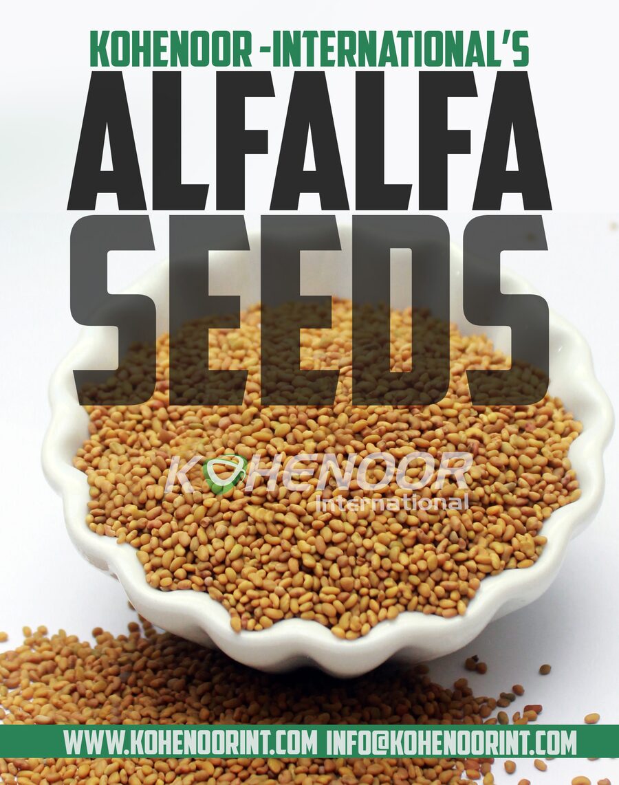 Close-up of alfalfa sprouting seeds (Medicago sativa) from KOHENOOR Pakistan