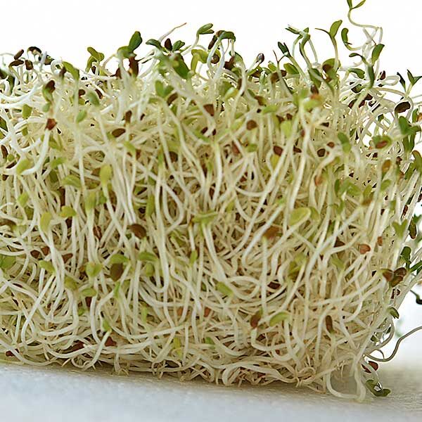 Alfalfa sprouts grown from KOHENOOR Pakistan alfalfa sprouting seed