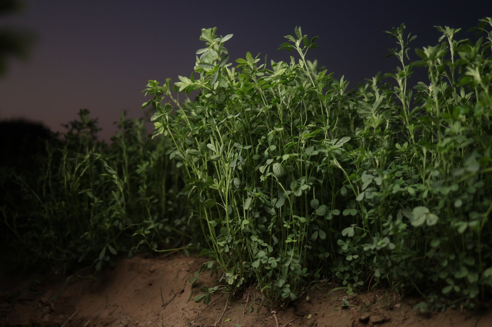 Kohenoor alfalfa seeds field Pakistan