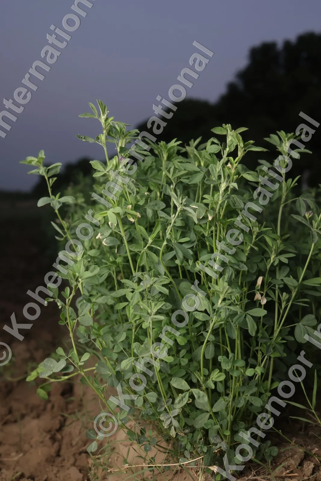 Kohenoor International premium alfalfa fields at twilight — KN92 variety Pakistan