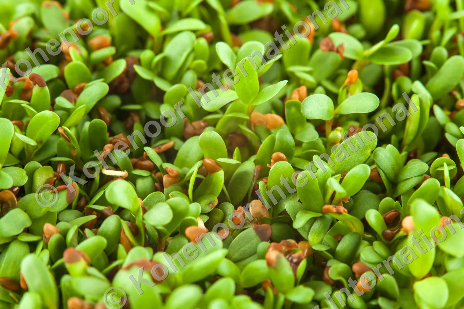 Alfalfa microgreens close-up sprouting seeds