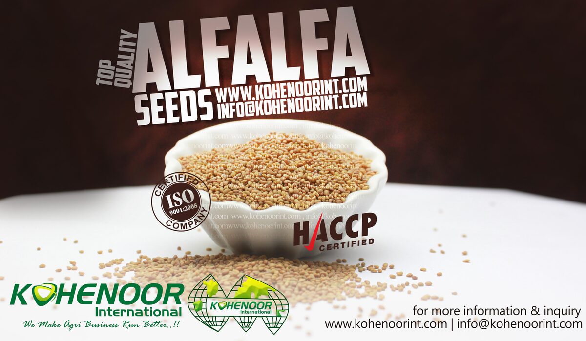 Certified Medicago sativa alfalfa seed — Kohenoor International Pakistan, dodder-free, ISTA-tagged