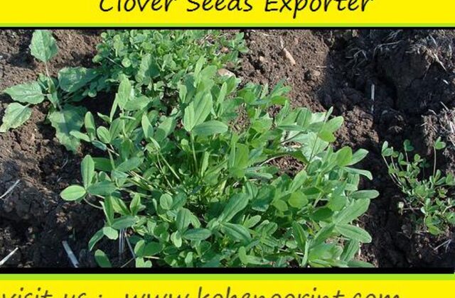 Safa berseem clover winter forage from dodder-free Kohenoor seed