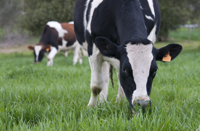 Mixed forage crops grown from Kohenoor seed for a dairy ration