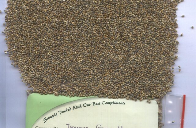 Hybrid pearl millet forage for summer silage grown from Kohenoor seed