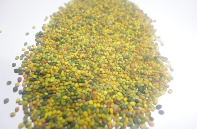 Persian clover, a high-protein winter annual for Mediterranean and subtropical forage calendars