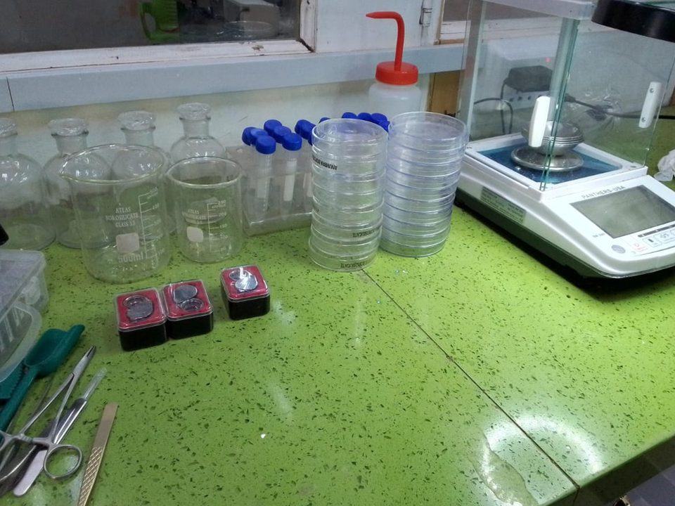 Kohenoor seed laboratory — germination testing of fennel sprouting seed
