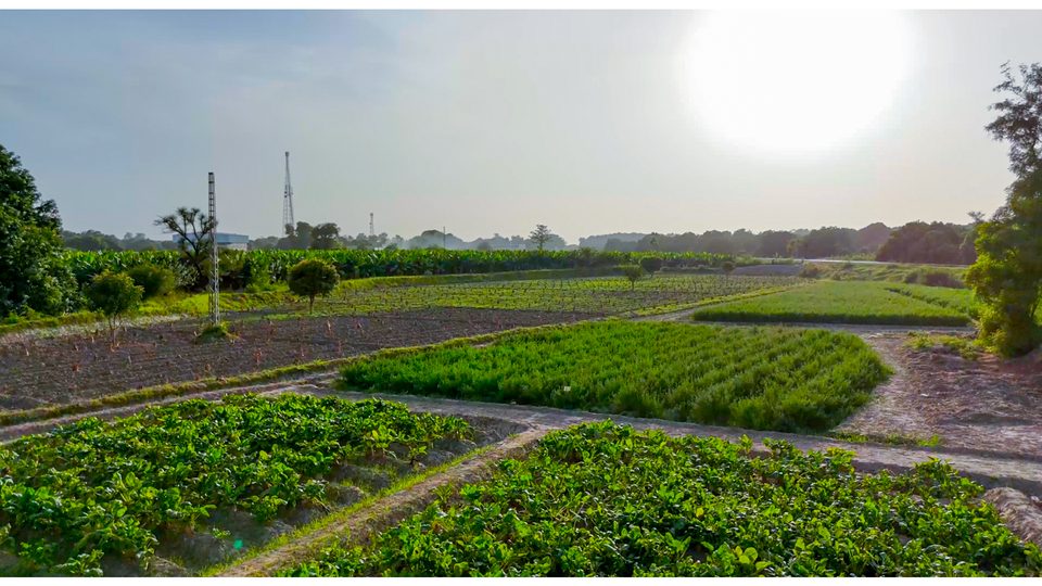 Research and trial plots at Kohenoor International — varieties are evaluated before they enter the export range