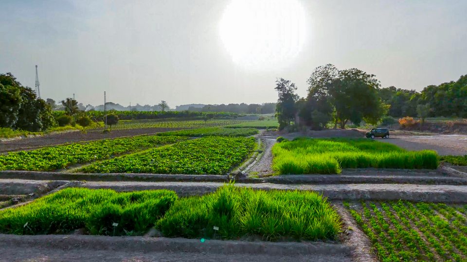 Kohenoor demonstration plots used to test varieties before a project commits its full hectares