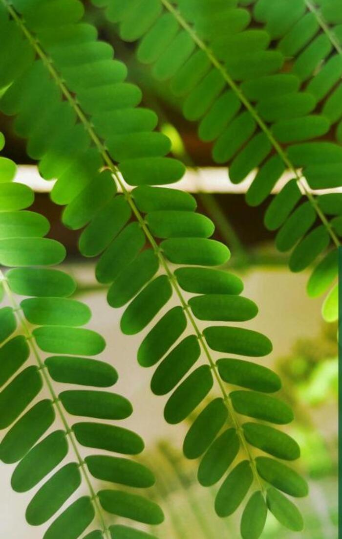 کوہ نور جنتر — کوہ نور / نورانی سیڈز