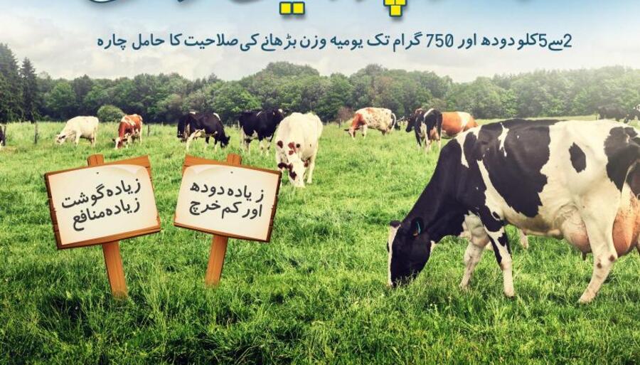 کوہ نور پروٹین گراس
