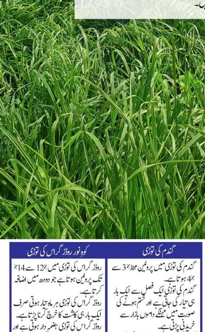 کوہ نور روڈز گراس — کوہ نور / نورانی سیڈز